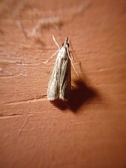 Eudonia atmogramma