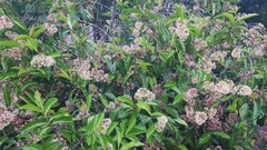 Ardisia compressa