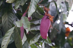 Saraca thaipingensis