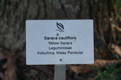 Saraca thaipingensis