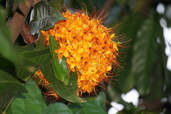 Saraca thaipingensis