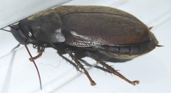Diploptera