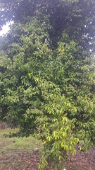 Cinnamomum verum