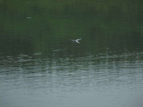 Common Tern
