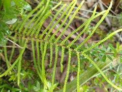 Gleichenia dicarpa