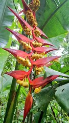 Heliconia dielsiana