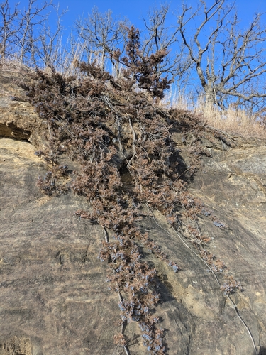 Juniperus × ambigens