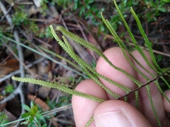Gleichenia dicarpa