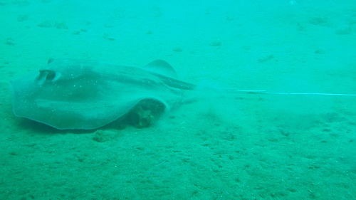 Mangrove Whipray