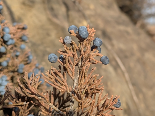 Juniperus × ambigens