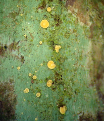 Coenogonium luteum