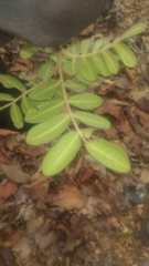 Rhus pachyrrhachis