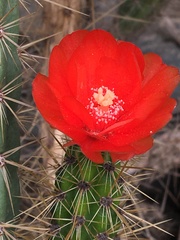 Corryocactus erectus