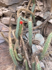 Corryocactus erectus