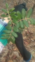 Rhus pachyrrhachis