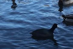 Fulica americana