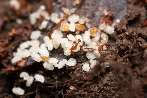 Strumigenys spathulaStrumigenys spathula