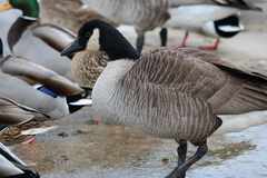 Branta canadensis
