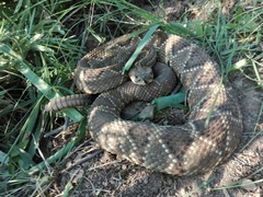 Crotalus durissus