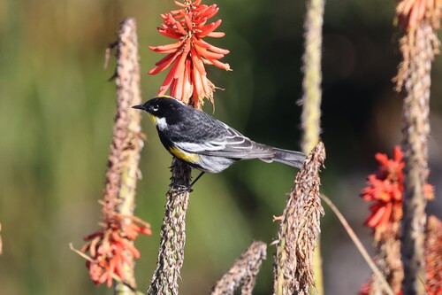 Reinita coronada (Setophaga coronata)