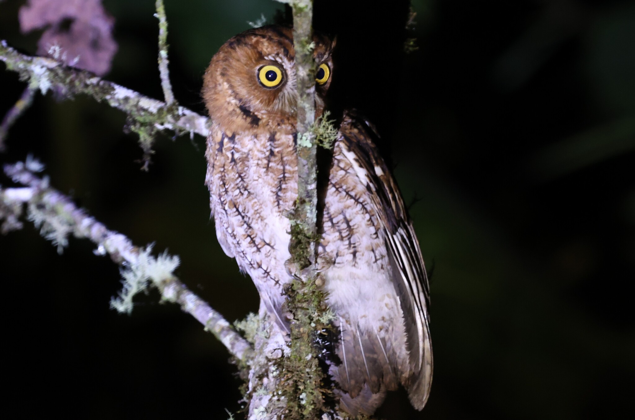 Whiskered Screech Owl (Megascops trichopsis), photo 6
