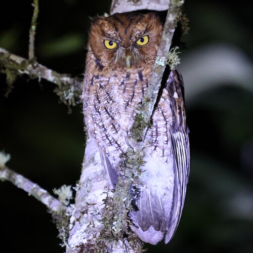Whiskered Screech Owl (Megascops trichopsis), photo 5