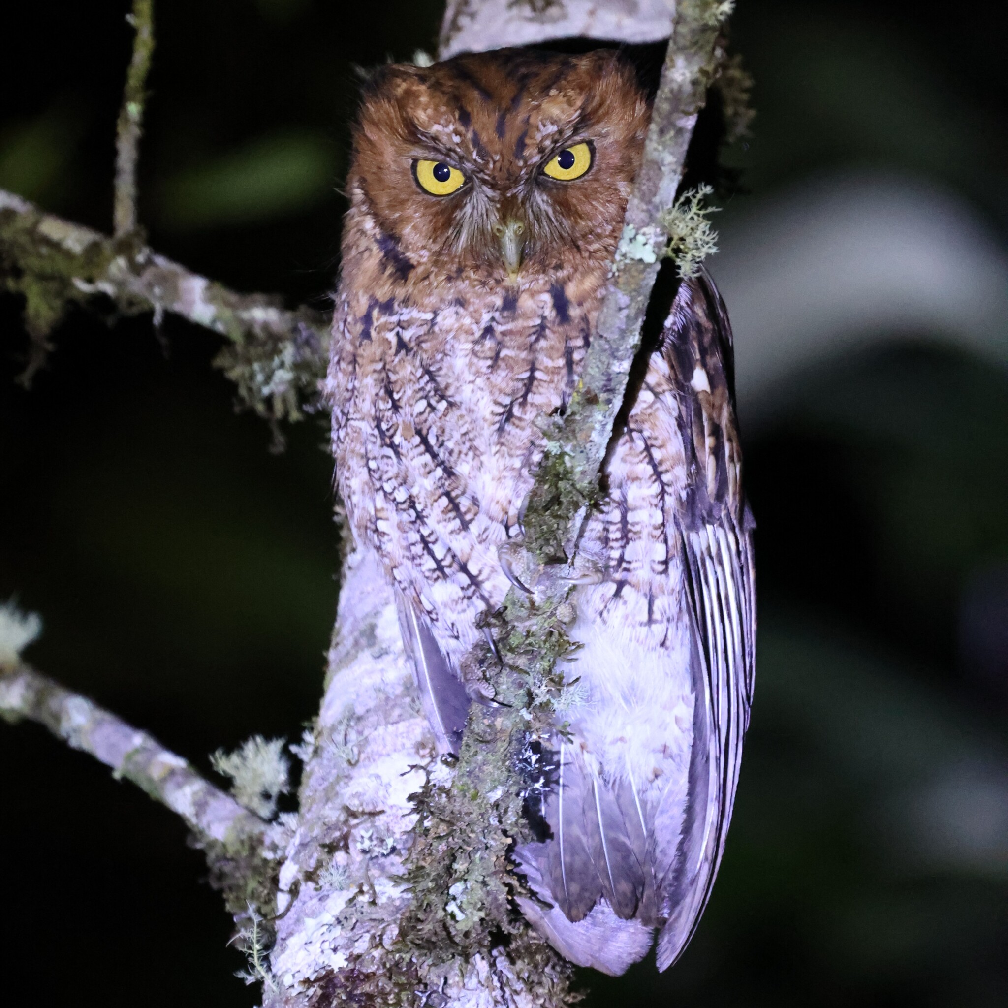 Whiskered Screech Owl (Megascops trichopsis), photo 5