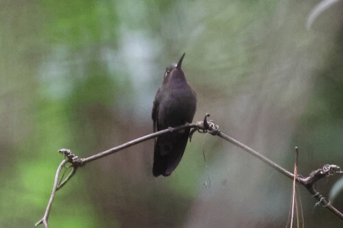 Amethyst-throated Mountaingem (Lampornis amethystinus), photo 7