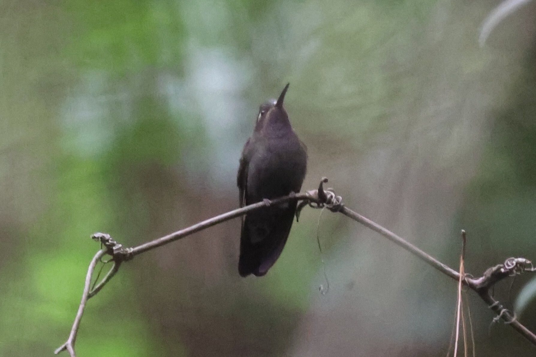 Amethyst-throated Mountaingem (Lampornis amethystinus), photo 5