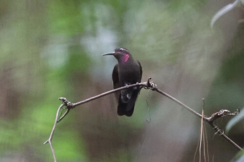 Amethyst-throated Mountaingem (Lampornis amethystinus), photo 6