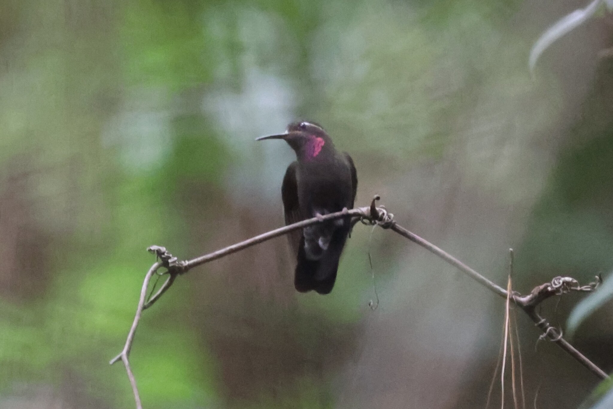 Amethyst-throated Mountaingem (Lampornis amethystinus), photo 4