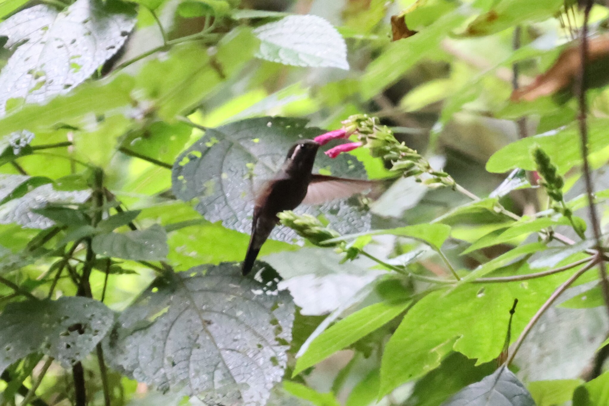 Amethyst-throated Mountaingem (Lampornis amethystinus), photo 6