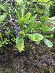 Anacardium occidentale