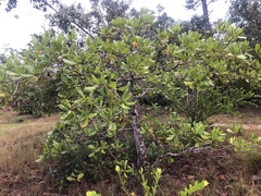 Anacardium occidentale