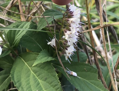 Japanese horsebalm (Collinsonia japonica)