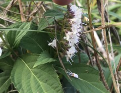 Collinsonia japonica