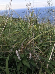 Collinsonia japonica, photograph author not stated, no rights reserved