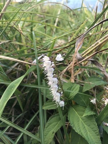 Collinsonia japonica, photograph 2