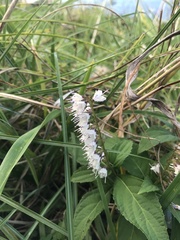 Collinsonia japonica, photograph author not stated, no rights reserved