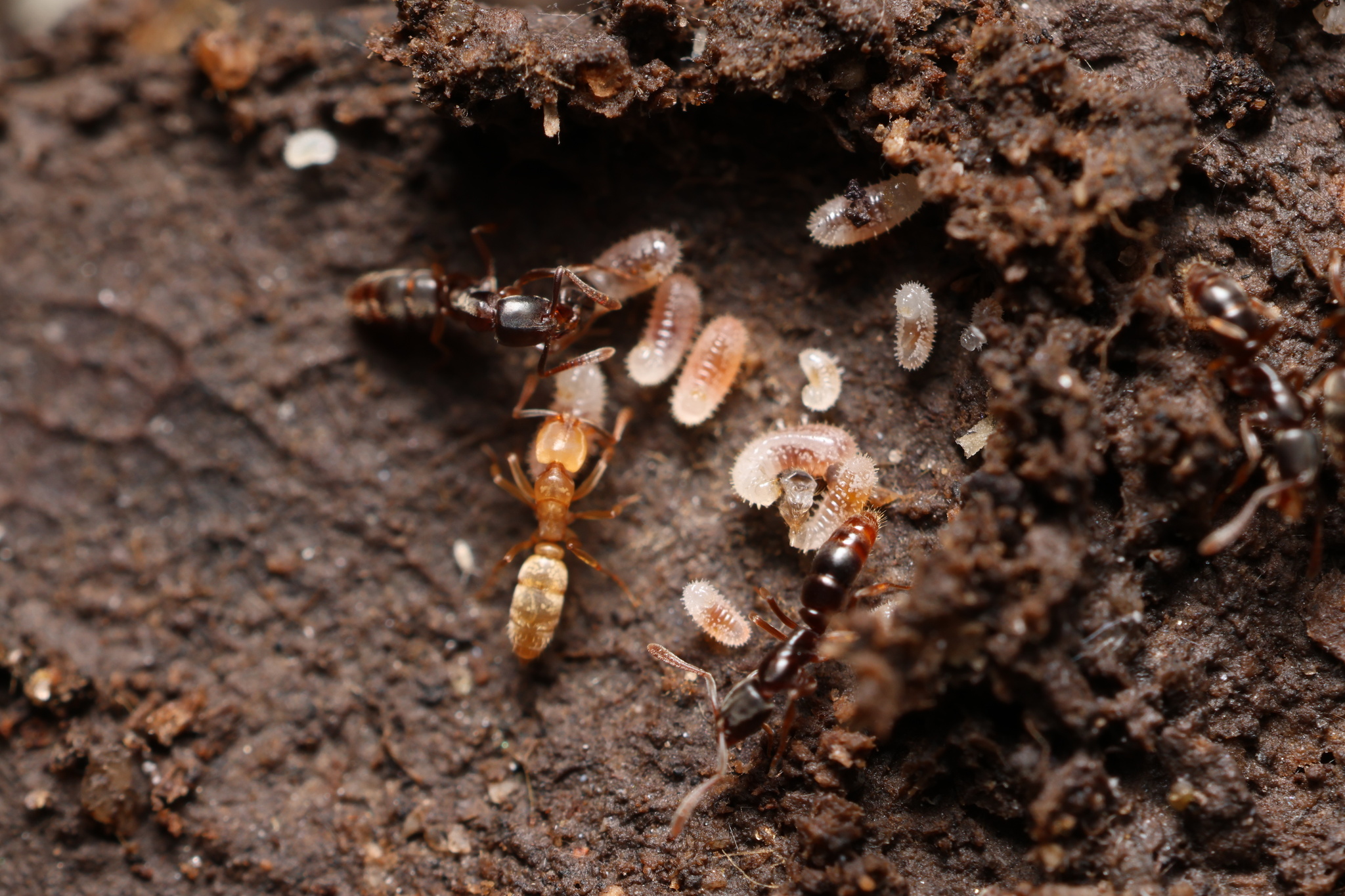 Hypoponera trigona cauta