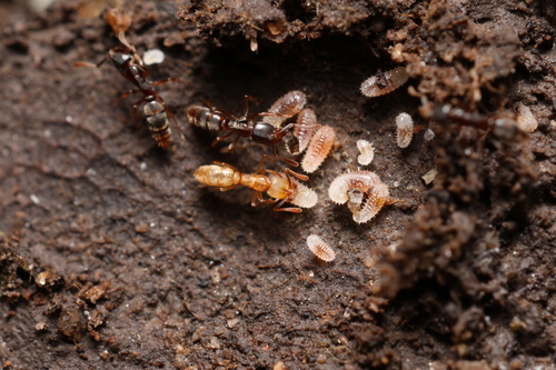 Hypoponera trigona cautaHypoponera trigona cauta