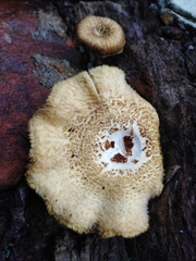 Lentinus crinitus