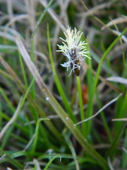 Carex concinnoides