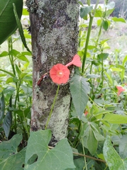 Ipomoea indivisa