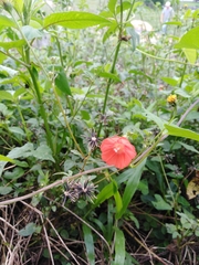 Ipomoea indivisa