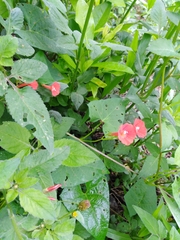 Ipomoea indivisa