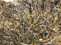 Tracheophyta