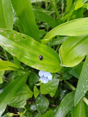 Commelina schomburgkiana