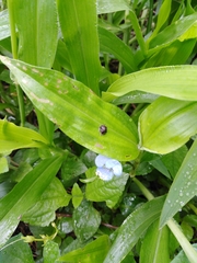 Commelina schomburgkiana
