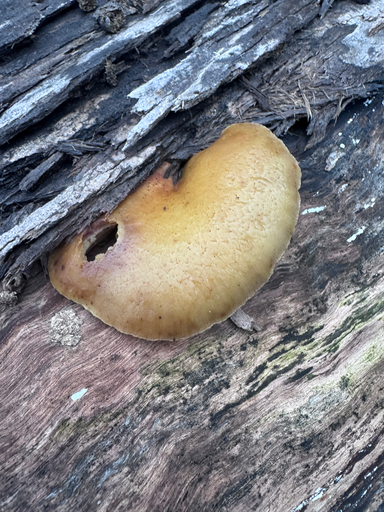 Crepidotus calolepis · December 2025 · photo: © el-markos (iNaturalist, cc-by)